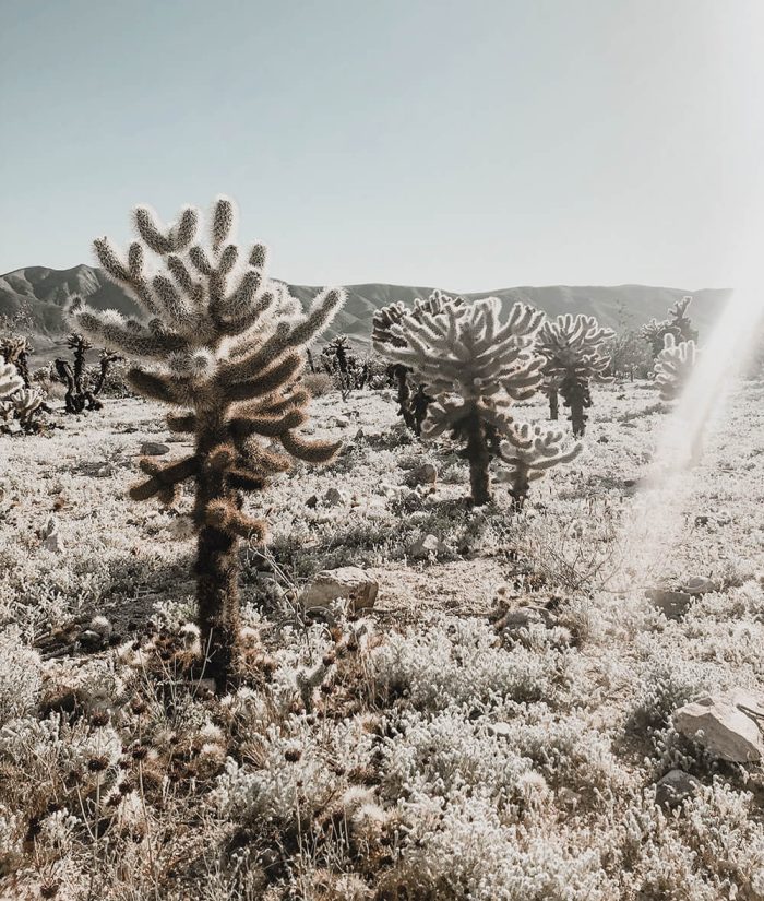 tania-miron-5BEbZRn79Oc-unsplash-crp